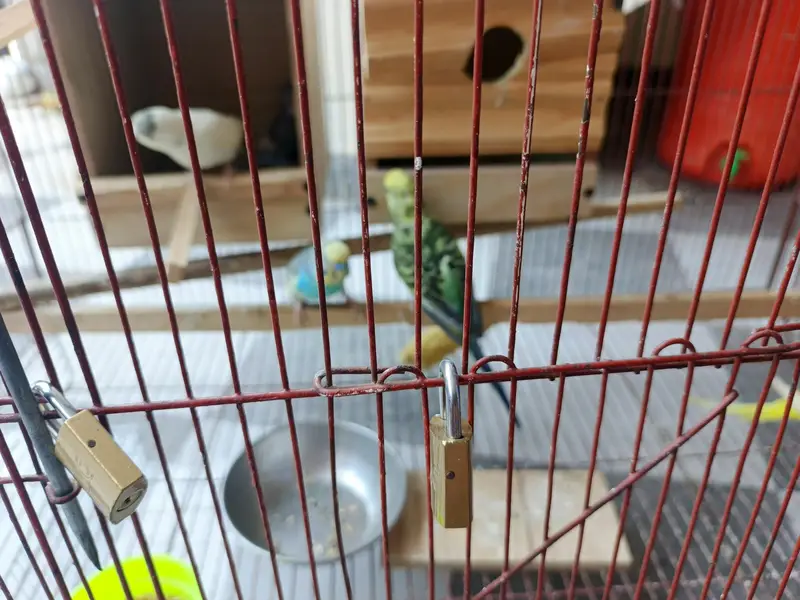 3x2 cage with budgies and chicks — photo 3