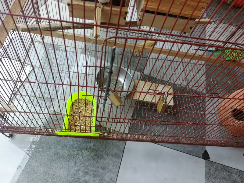 3x2 cage with budgies and chicks — photo 4