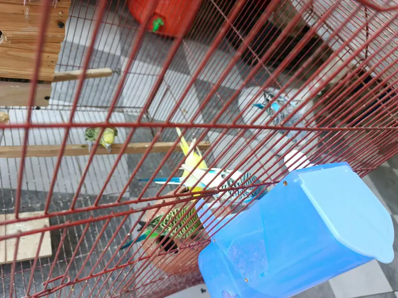 3x2 cage with budgies and chicks — photo 5