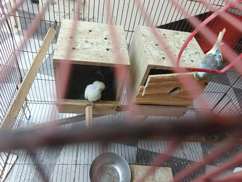 3x2 cage with budgies and chicks — photo 6