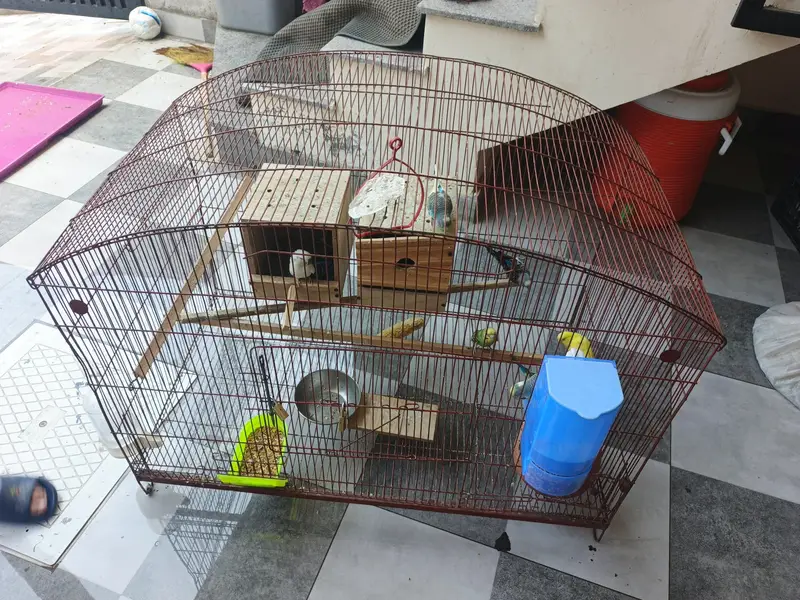 3x2 cage with budgies and chicks — photo 7