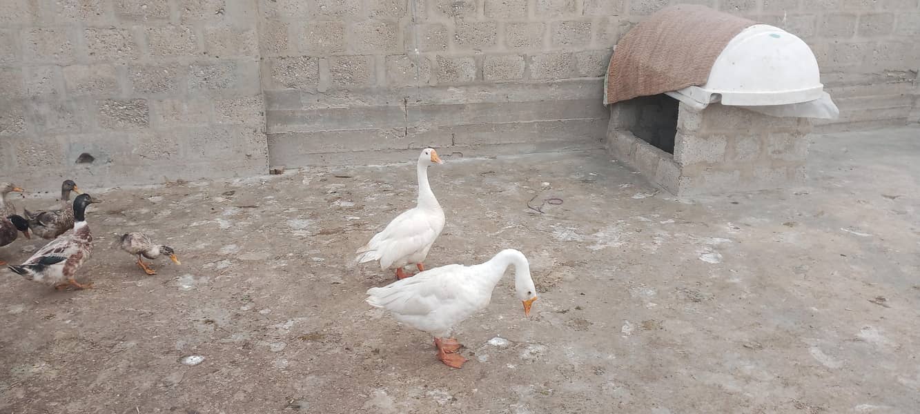 Longneck ducks 2