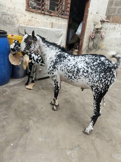 barbari bakra bakri