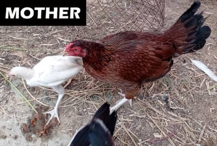Aseel Chicks for sale