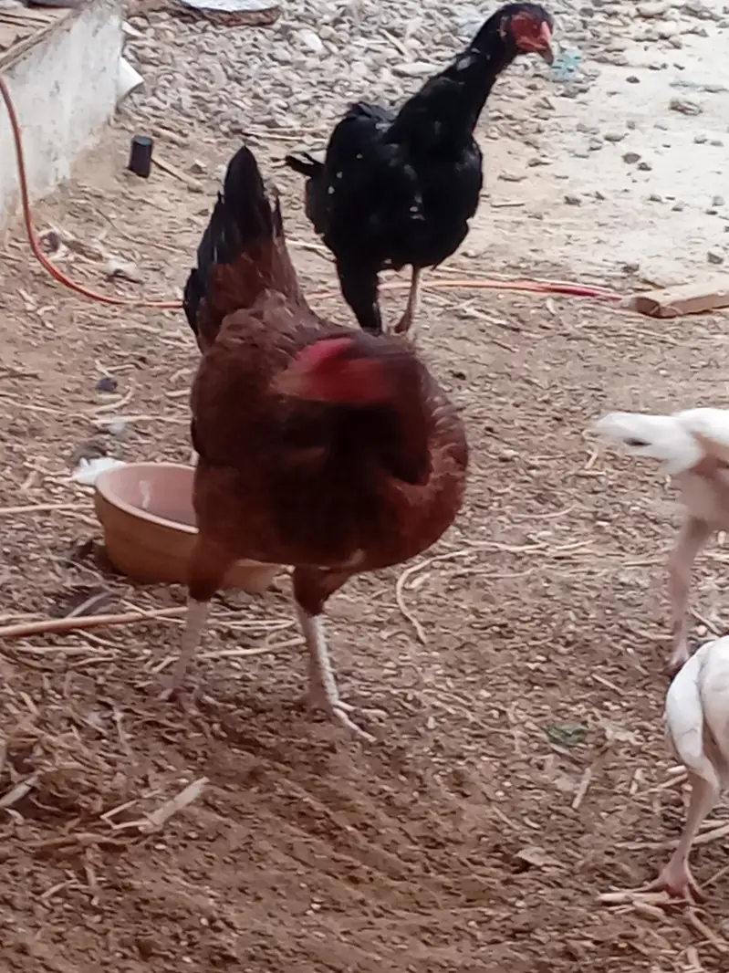 Aseel Chicks for sale — photo 3