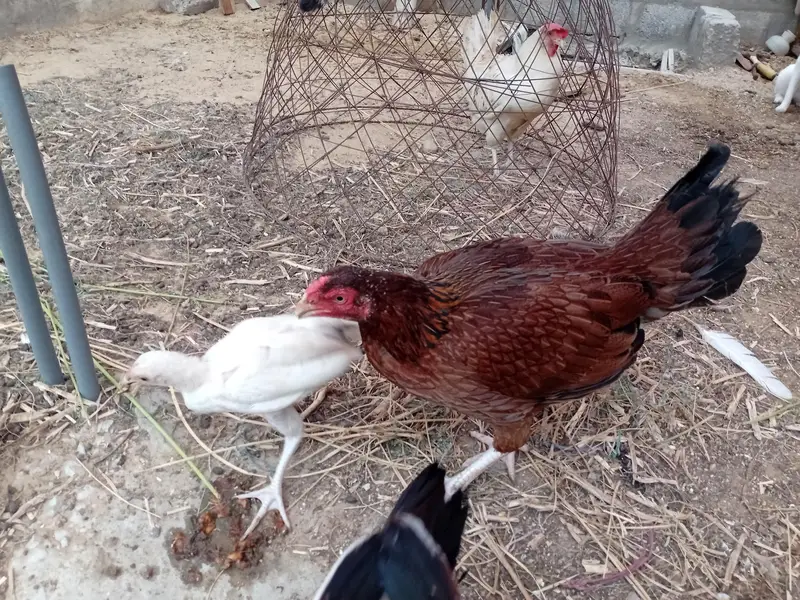 Aseel Chicks for sale — photo 4