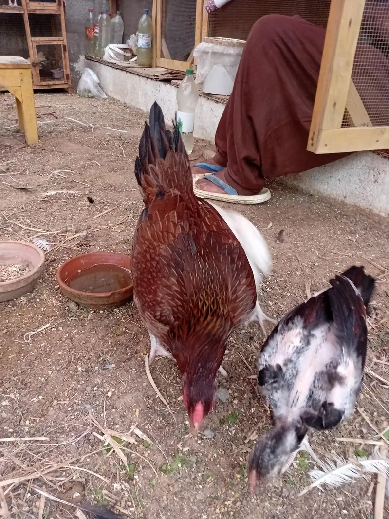 Aseel Chicks for sale — photo 5