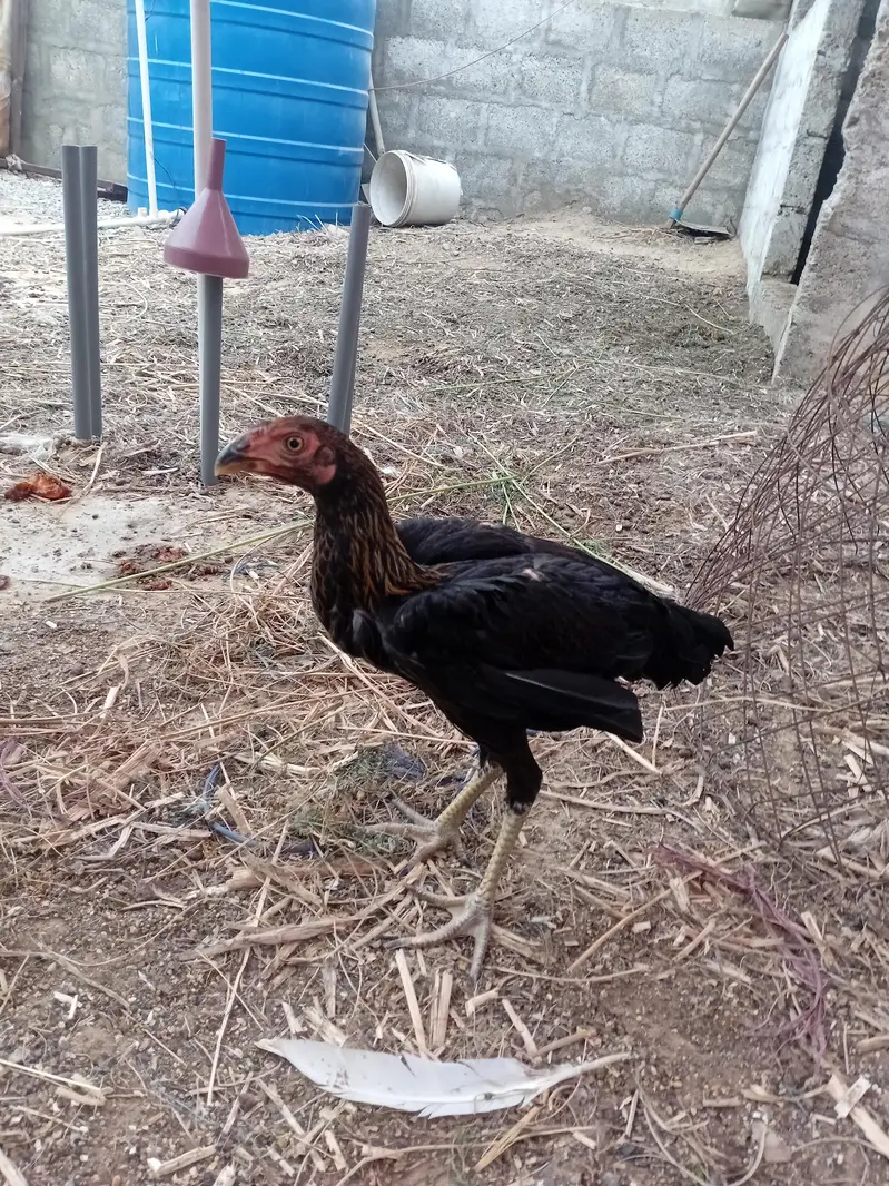 Aseel Chicks for sale — photo 6