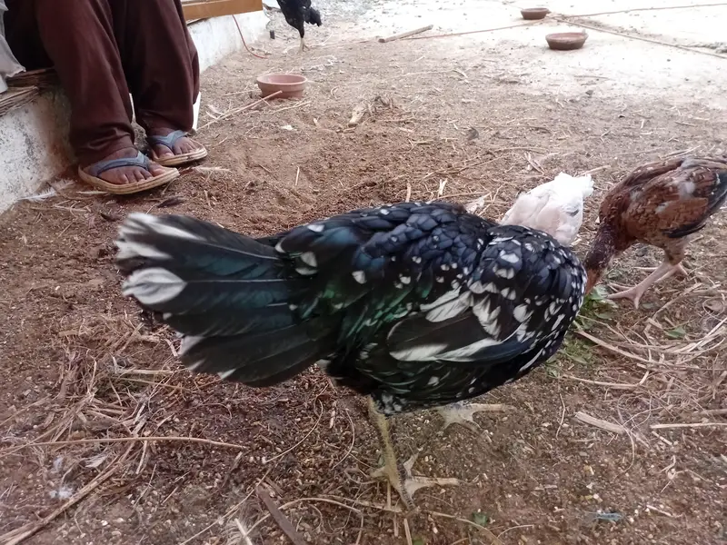 Aseel Chicks for sale — photo 7