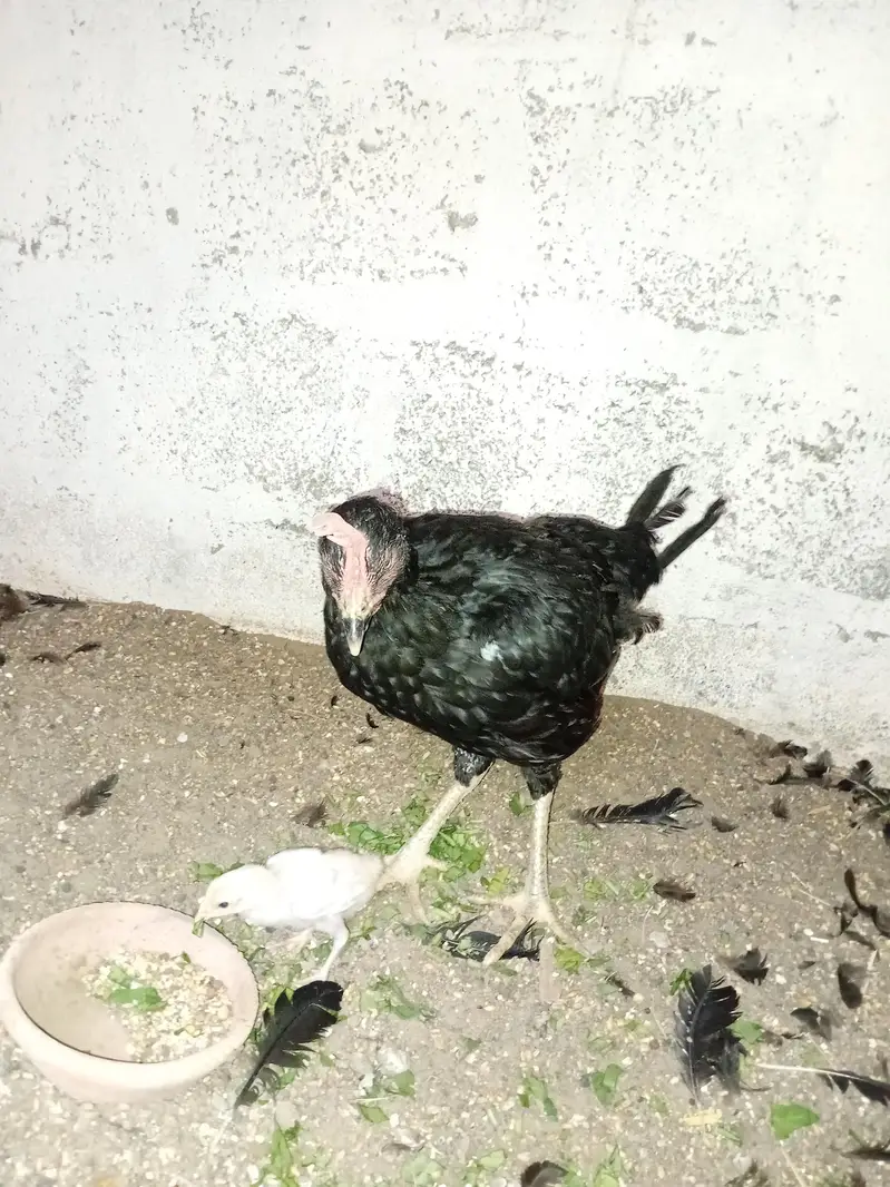 Aseel Chicks for sale — photo 8