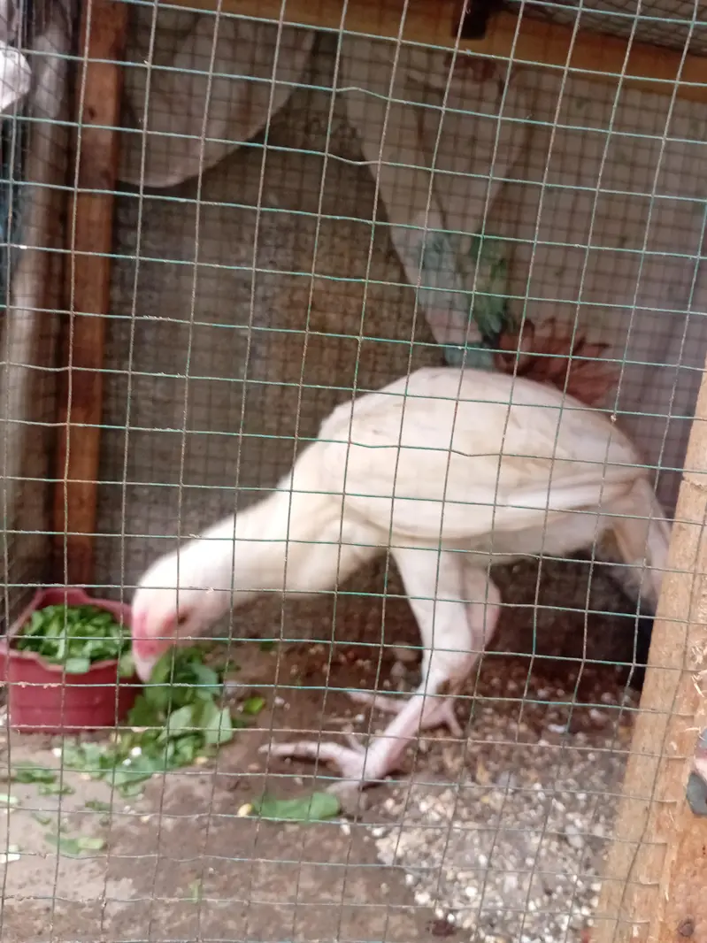 Aseel Chicks for sale — photo 9