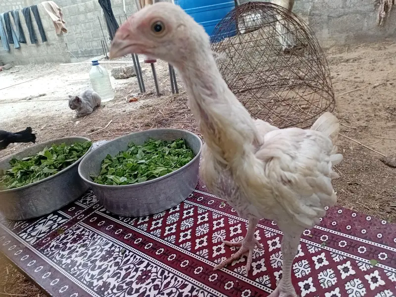Aseel Chicks for sale — photo 10