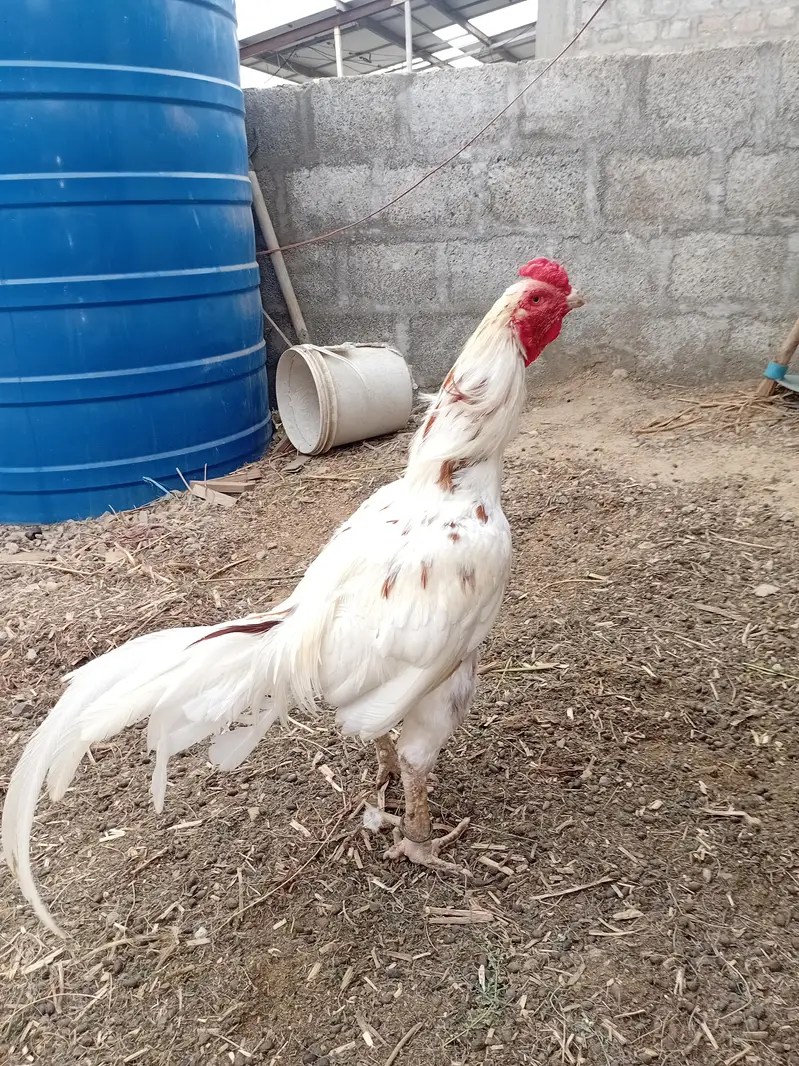 Aseel Chicks for sale — photo 11