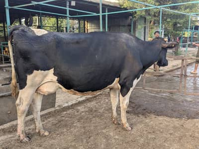 Holstein Friesian Cow