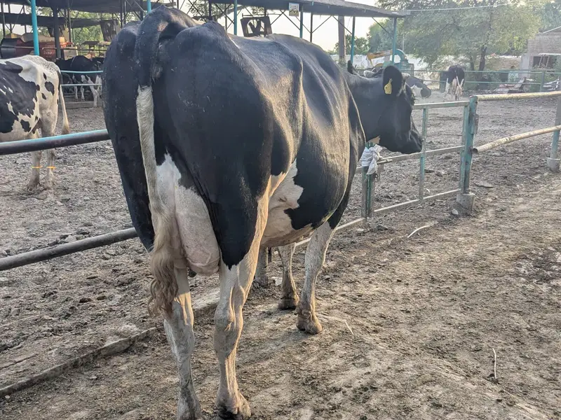 Holstein Friesian Cow — photo 2