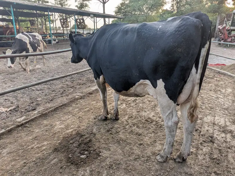 Holstein Friesian Cow — photo 3