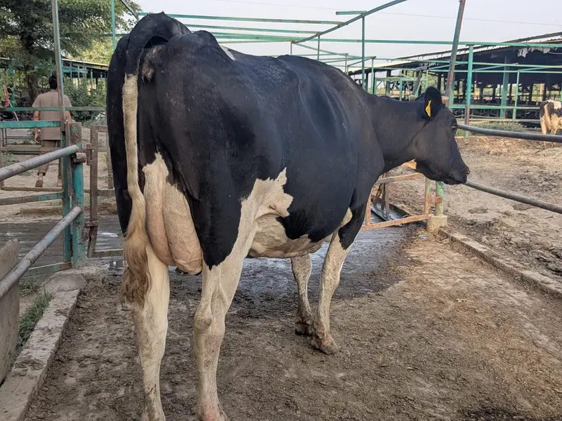 Holstein Friesian Cow — photo 4