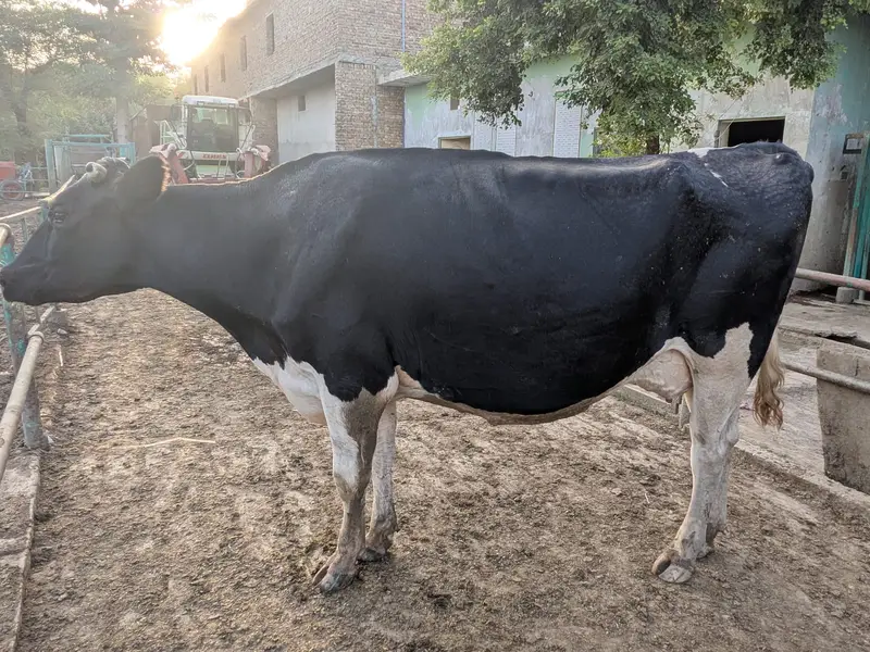 Holstein Friesian Cow — photo 5