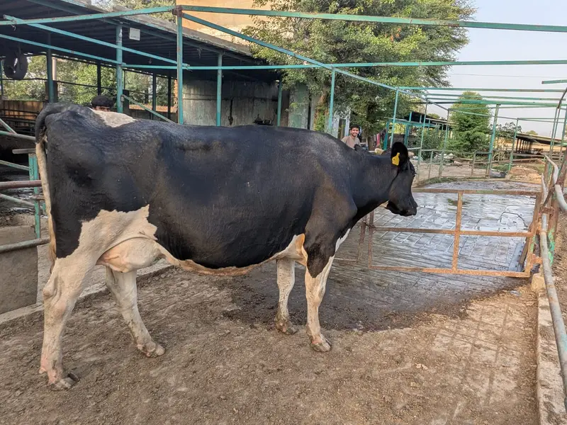 Holstein Friesian Cow — photo 6