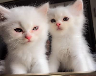 Persian cats male and female