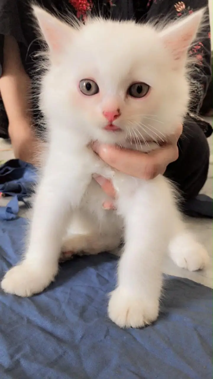 Persian cats male and female — photo 4