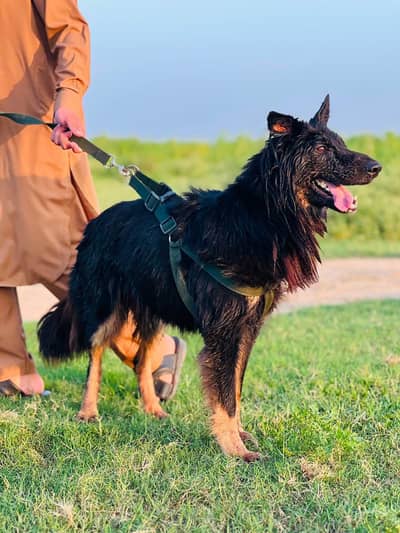 GERMAN SHEPHERD FEMALE 1.5 YEAR