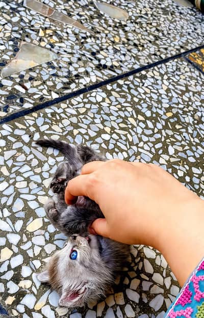 pershian cat
