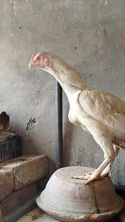 Pure Heera Female