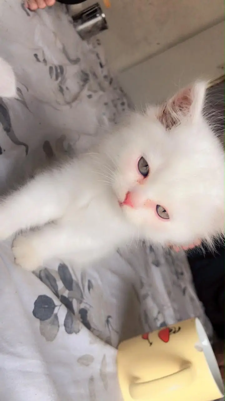 Persian cats male and female — photo 5