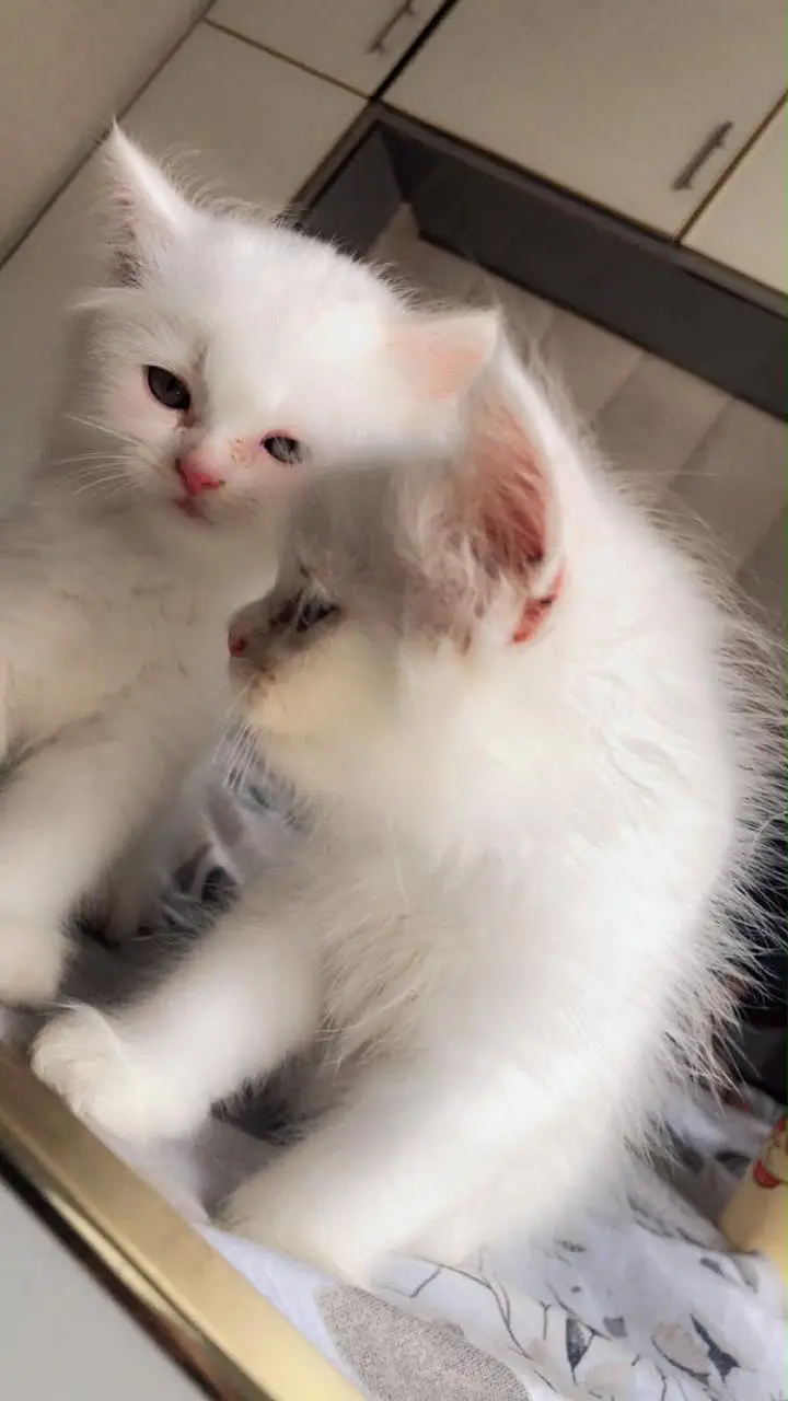 Persian cats male and female — photo 6