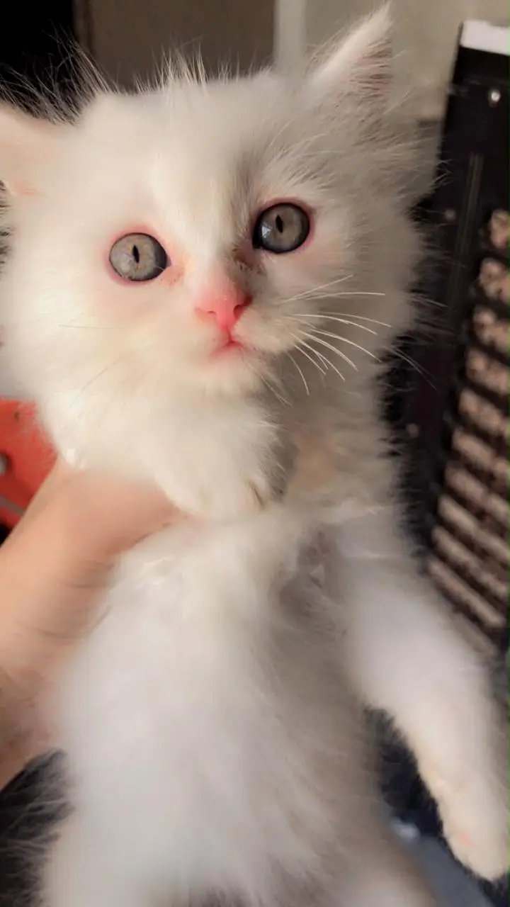 Persian cats male and female — photo 7
