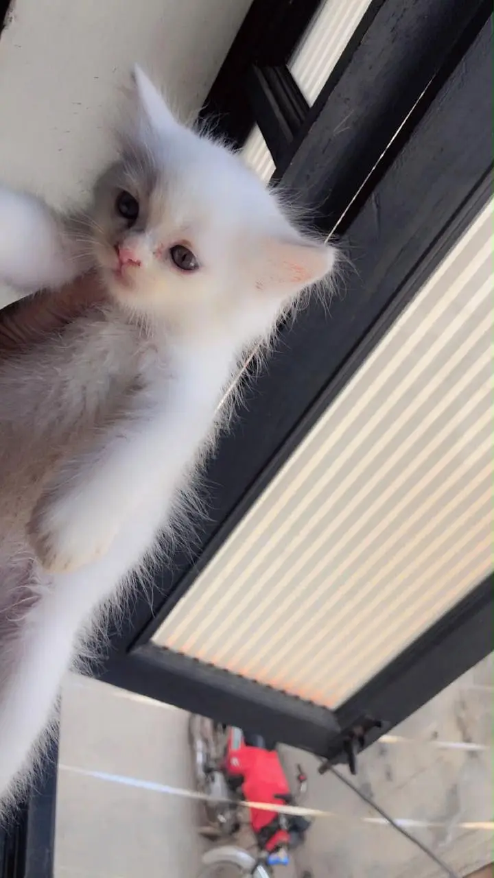 Persian cats male and female — photo 8