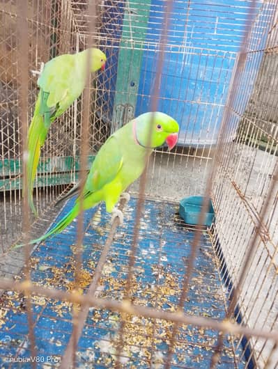pair of parrot