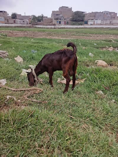 gulabi Bakra and 2 others bakre