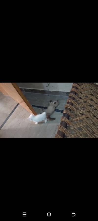 Persian white female for sale at best price
