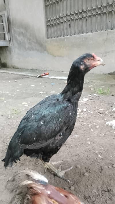 Aseel muskhi Madi for sale