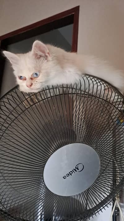 kittens
