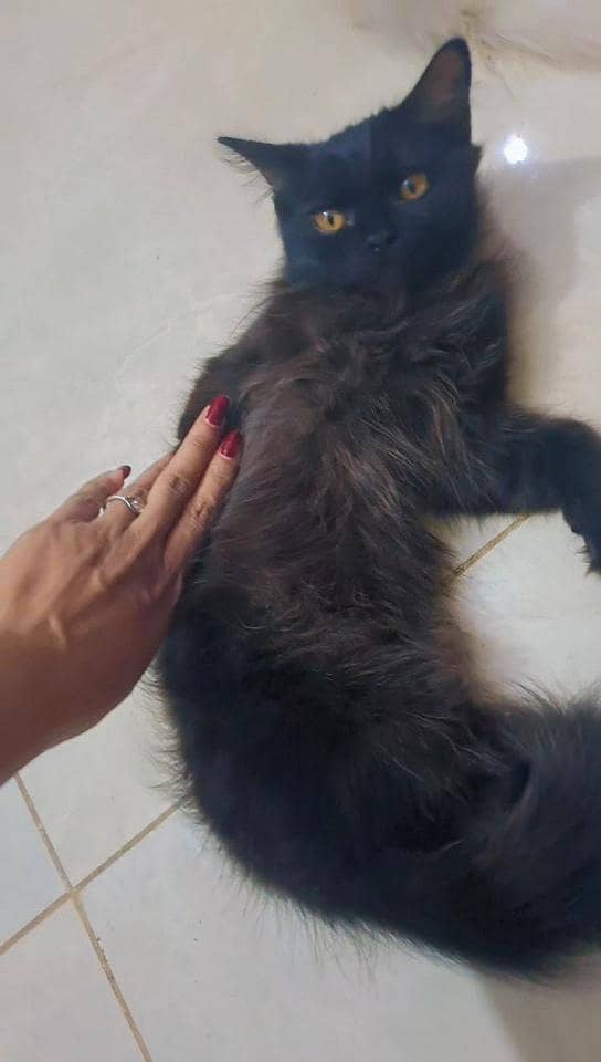 kittens 1