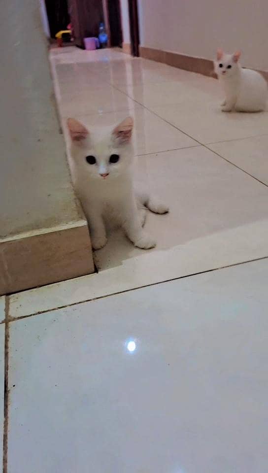 kittens 2