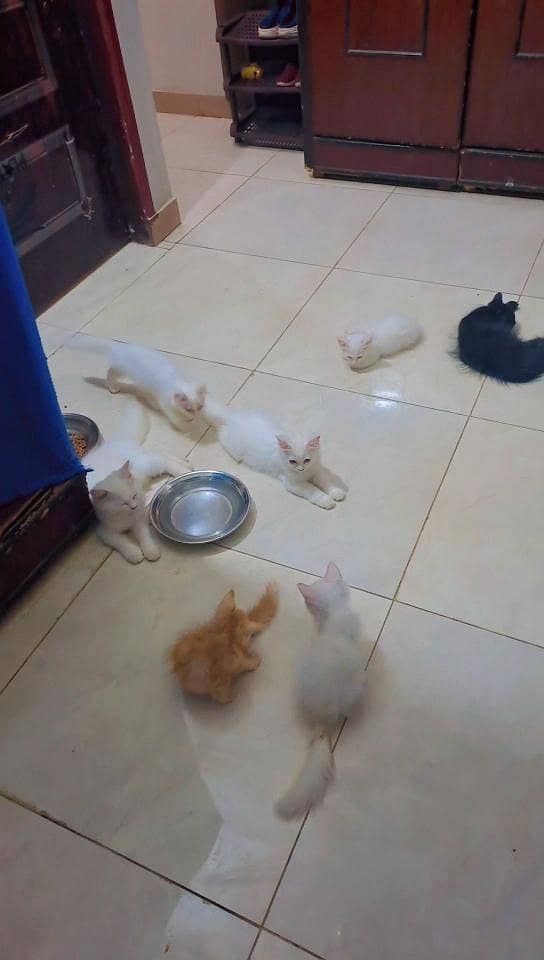 kittens 3