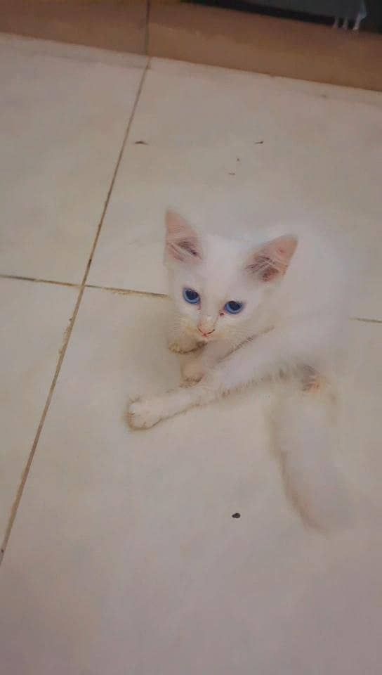 kittens 4