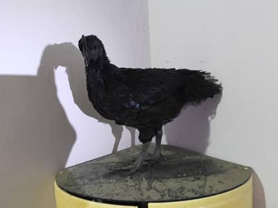 Ayam cemani