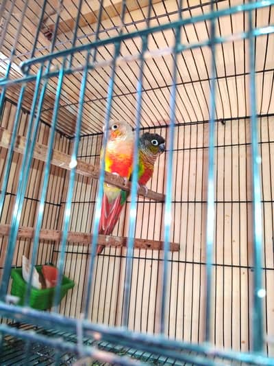 Beautiful Red Factor Pianpple Conure Breeder Pair