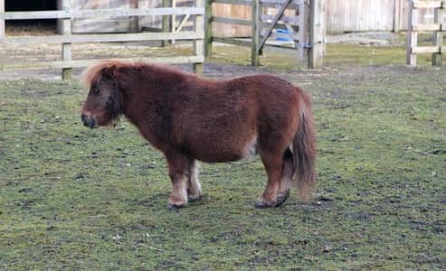 Shetland pony for sale. Healthy. Active and energetic.