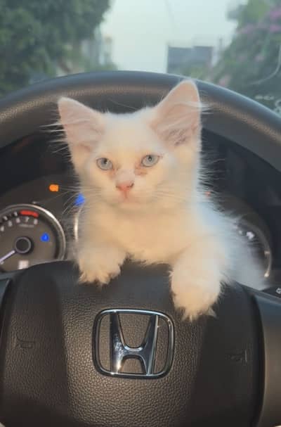 White and orrange kitten