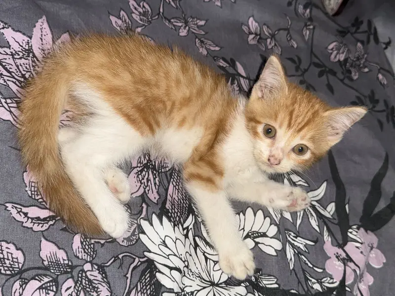 White and orrange kitten — photo 2