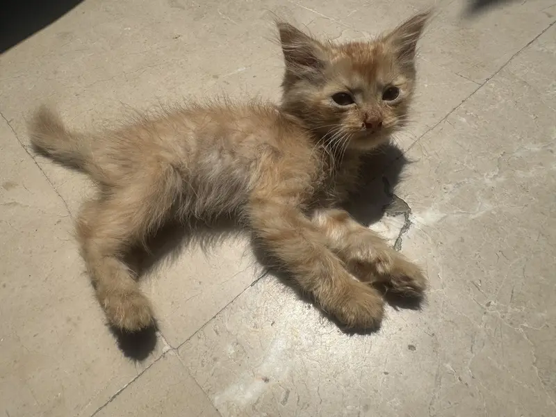 White and orrange kitten — photo 3
