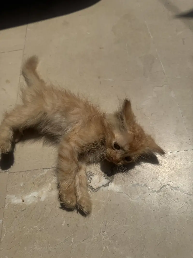 White and orrange kitten — photo 4