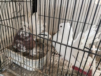 lakka pigeons pair and 3 young chiks