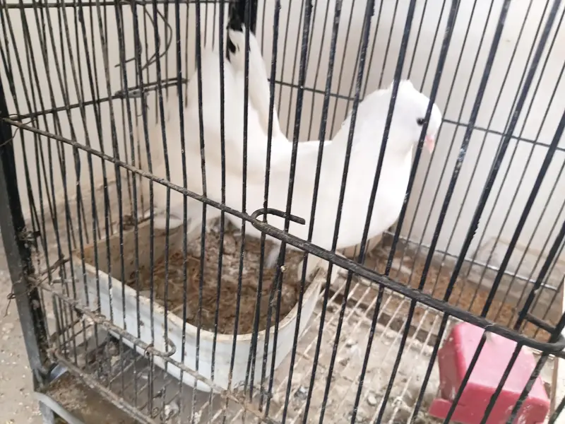 lakka pigeons pair and 3 young chiks — photo 2